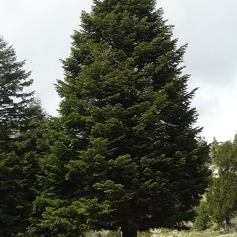 Abies cilicica unspecified picture