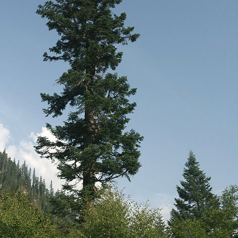 Abies fargesii unspecified picture