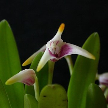 Masdevallia wendlandiana unspecified picture