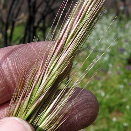 Stipa coronata unspecified picture