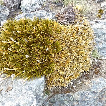 Aciphylla simplex unspecified picture