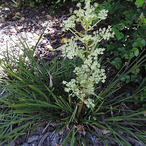 Aciphylla traversii unspecified picture