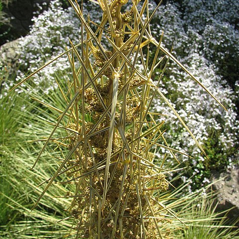 Aciphylla subflabellata unspecified picture