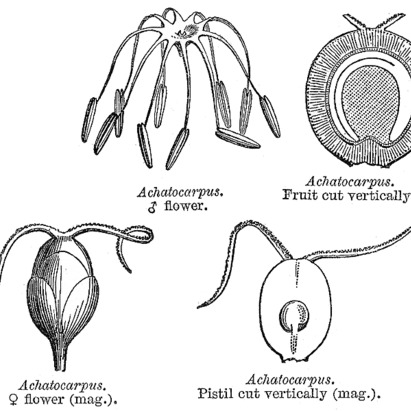 Achatocarpus unspecified picture