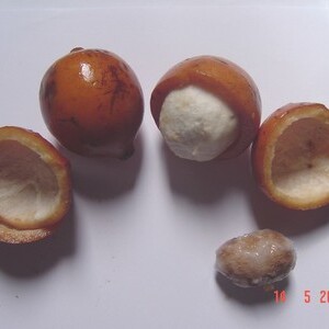 Garcinia humilis unspecified picture