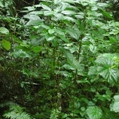 Achyrospermum unspecified picture