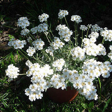 Achillea ageratifolia unspecified picture