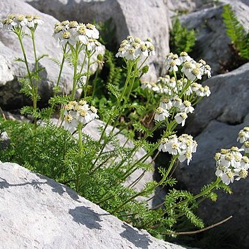 Achillea clusiana unspecified picture