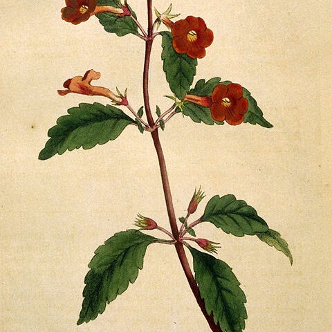 Achimenes unspecified picture