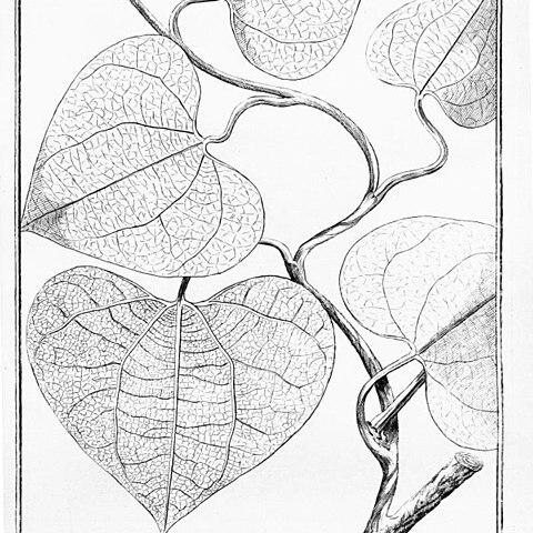 Aristolochia amara unspecified picture