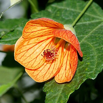 Abutilon unspecified picture