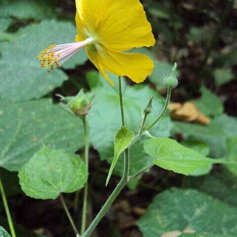 Abutilon persicum unspecified picture