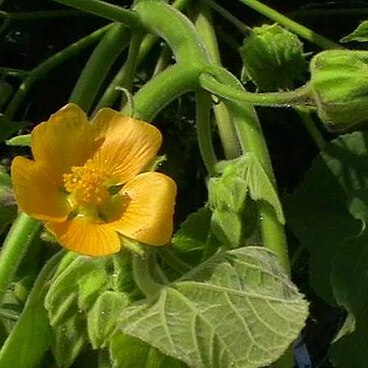 Abutilon unspecified picture