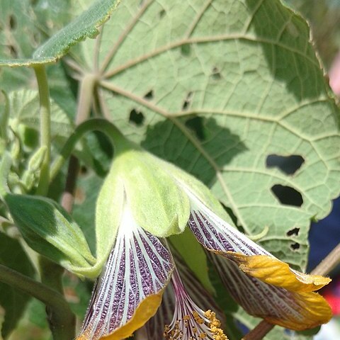 Abutilon ranadei unspecified picture