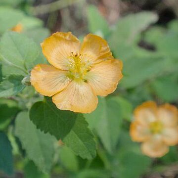 Abutilon fruticosum unspecified picture