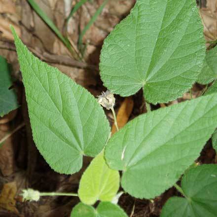 Abutilon oxycarpum unspecified picture