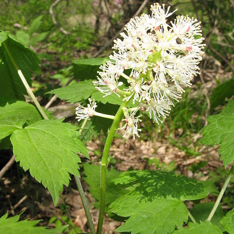 Actaea asiatica unspecified picture