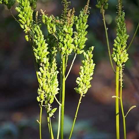 Actaea dahurica unspecified picture