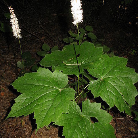 Actaea japonica unspecified picture