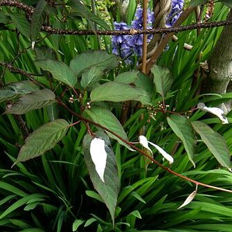 Actinidia pilosula unspecified picture