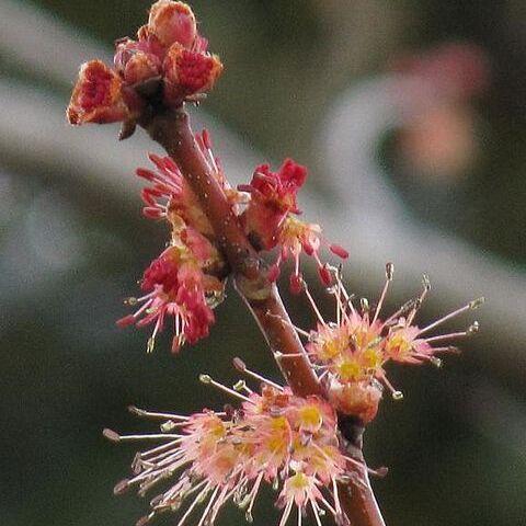 Acer pycnanthum unspecified picture