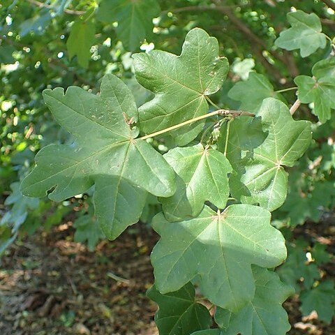 Acer pilosum unspecified picture