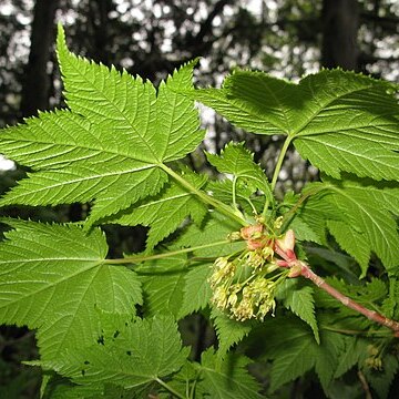 Acer argutum unspecified picture