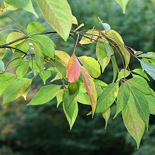 Acer henryi unspecified picture