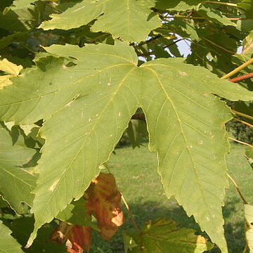 Acer heldreichii unspecified picture