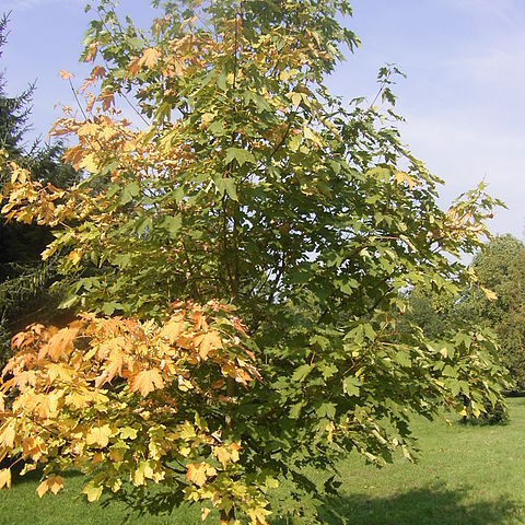 Acer heldreichii unspecified picture