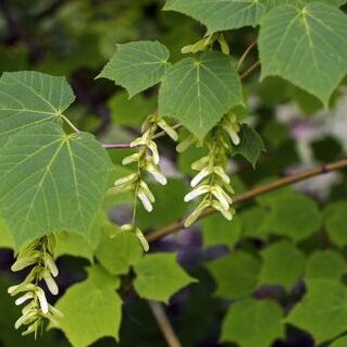 Acer tegmentosum unspecified picture