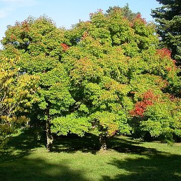 Acer triflorum unspecified picture