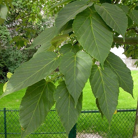 Acer davidii unspecified picture