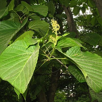 Acer distylum unspecified picture