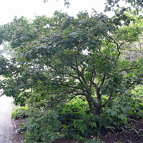 Acer erianthum unspecified picture