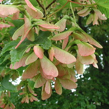 Acer lauyuense unspecified picture