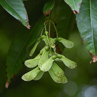 Acer laevigatum unspecified picture