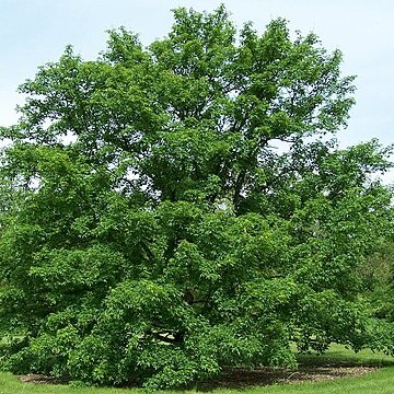 Acer miyabei unspecified picture