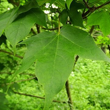 Acer longipes unspecified picture