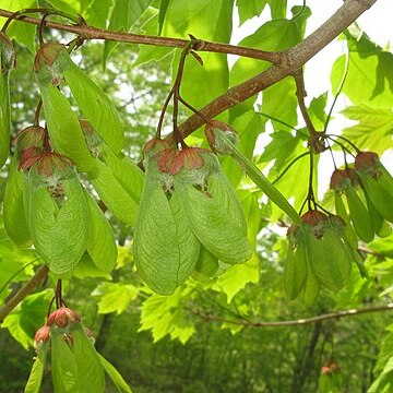 Acer diabolicum unspecified picture