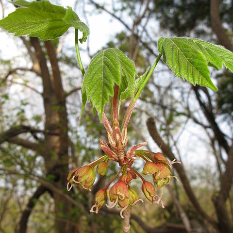 Acer diabolicum unspecified picture