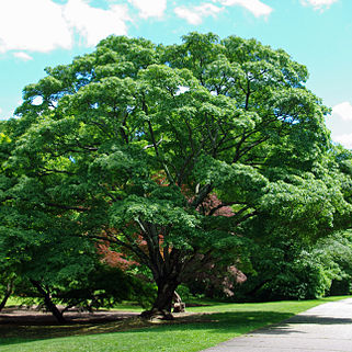 Acer pictum subsp. mono unspecified picture