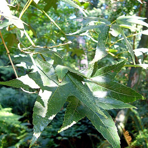 Acer serrulatum unspecified picture