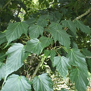 Acer rubescens unspecified picture