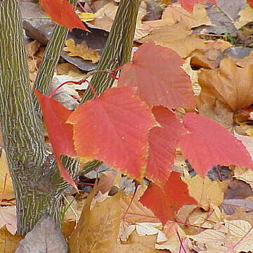 Acer capillipes unspecified picture