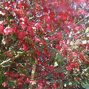 Acer calcaratum unspecified picture