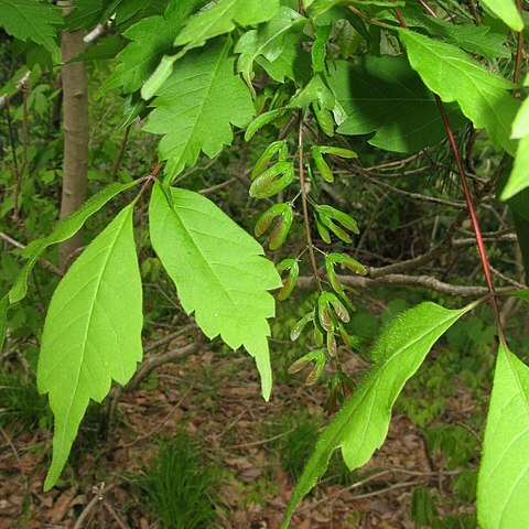 Acer cissifolium unspecified picture