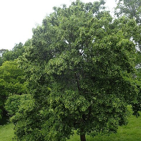 Acer coriaceifolium unspecified picture