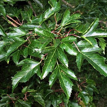 Acer tataricum subsp. ginnala unspecified picture