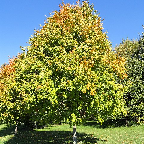 Acer saccharum subsp. nigrum unspecified picture